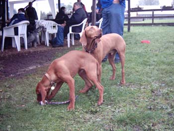 Christels_Vizsla.jpg