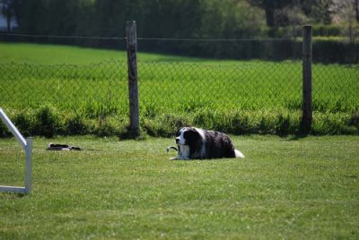 Agility_047.jpg