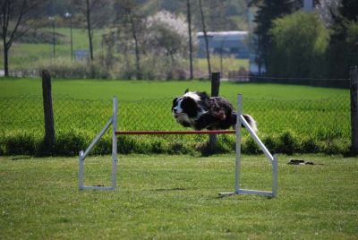 Agility_048.jpg