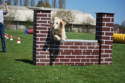 Agility_094.jpg