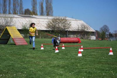 Agility_099.jpg