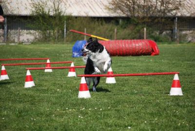 Agility_120.jpg