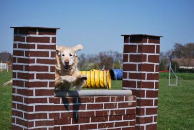 Agility_148.jpg