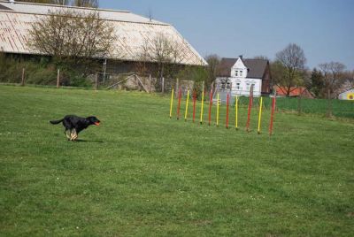 Agility_222.jpg