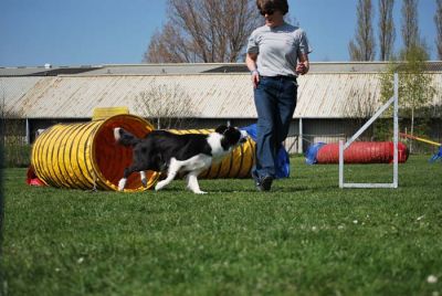 Agility_228.jpg
