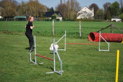 Agility_252.jpg