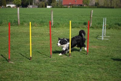 Agility_275.jpg
