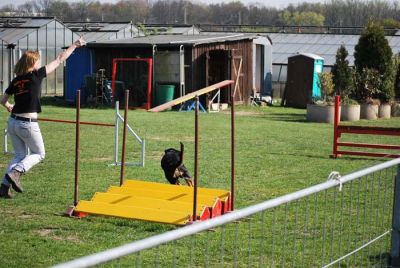 Agility_303.jpg