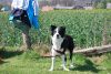 Agility_061.jpg