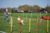 Agility_267.jpg