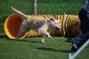 Agility_272.jpg