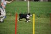Agility_277.jpg